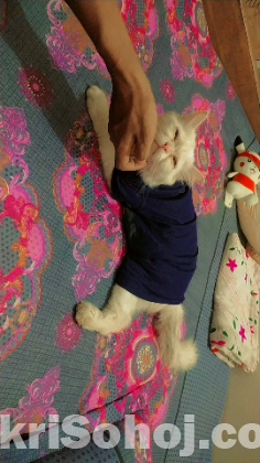 ফুল পারশিয়ান ডল ফেস